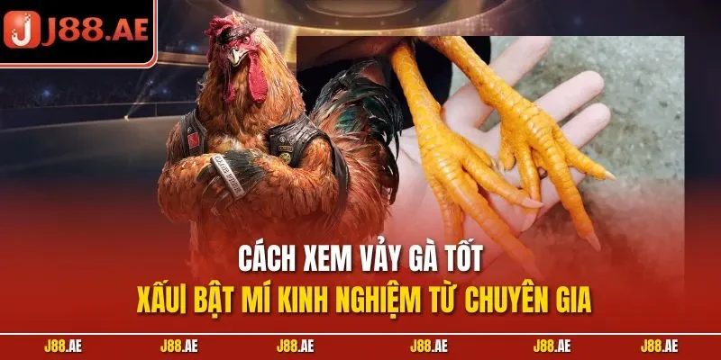 Cách xem vảy gà tốt xấu