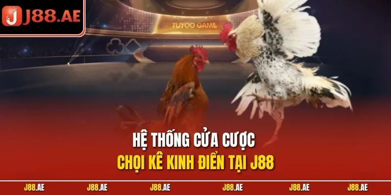 Hệ thống cửa cược chọi kê kinh điển tại J88
